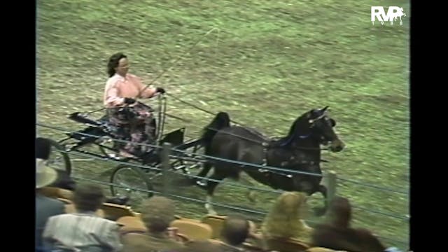 1988 AR - Harness Pony Four Year Old ...