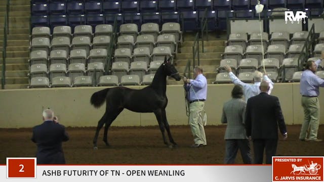 2020 SSFF - Class 2 ASB Futurity of T...