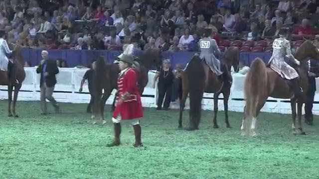 Ladies Three Gaited Championship L Vi...
