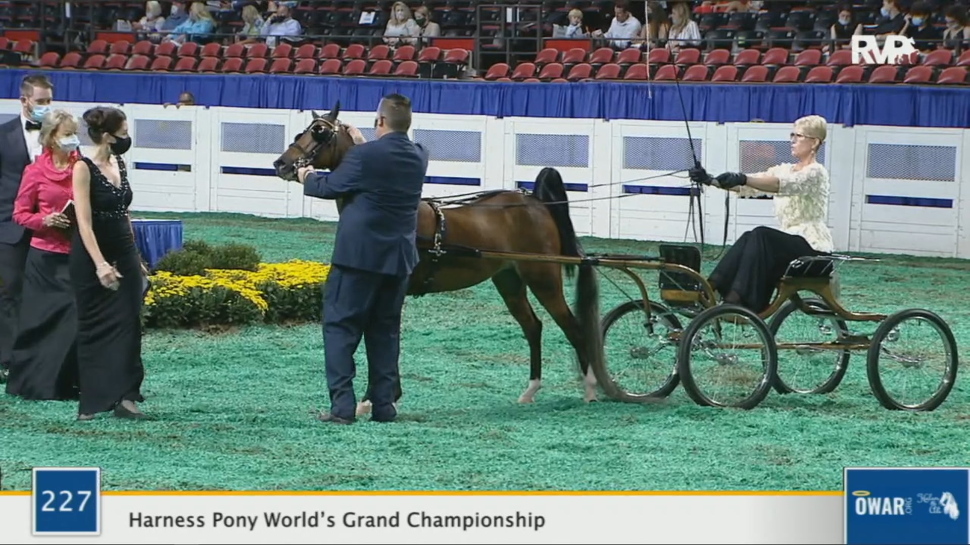 WCHS 2020 Class 227 - Harness Pony World’s Grand Championship