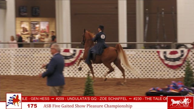 AAC24 - Class 175 - ASB Five Gaited S...