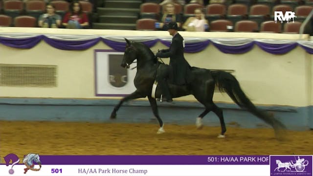 YAN24 - Class 501 - HA-AA Park Horse CH