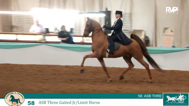GC26 - Class 58 - ASB Three Gaited Jr...