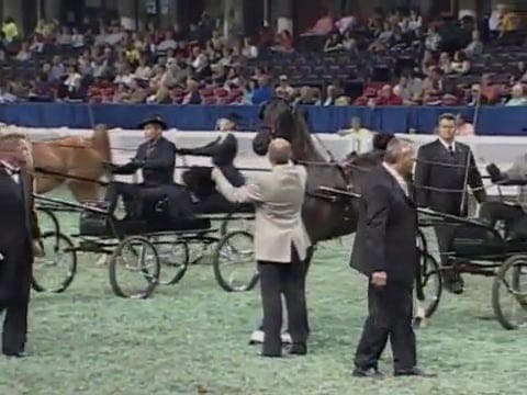 2008 WCHS Class 93 Two Year Old Fine ...