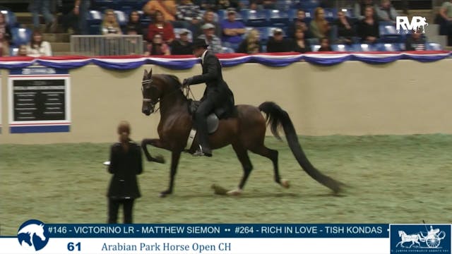 AN24 - Class 61 - Arabian Park Horse ...