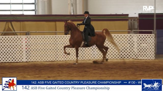 AAC25 - Class 142 - ASB Five Gaited C...