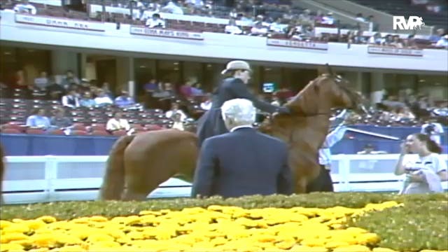1992 WCHS Class 29 Three Gaited Pleas...