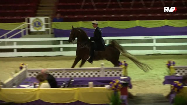 ALCB15 - ASB Five Gaited Stallion:Gel...