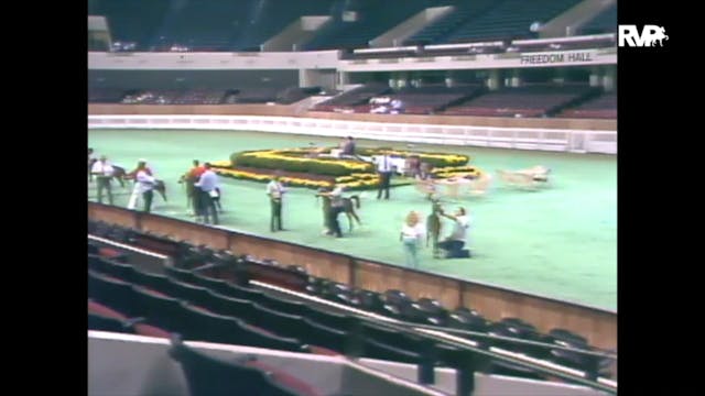 1989 WCHS Class 38 AHHS Hackney Pony ...