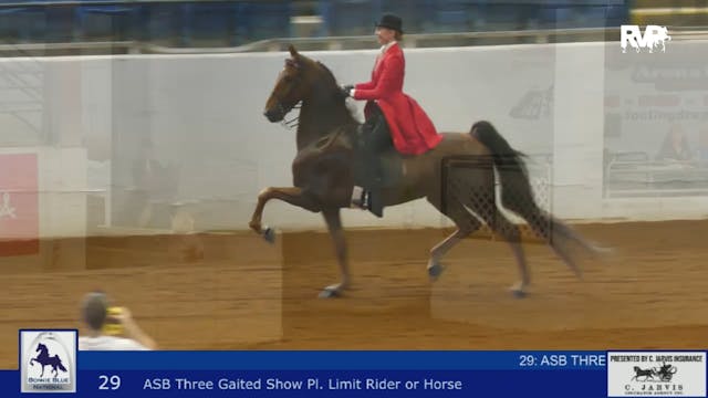 BB24 - Class 29 -  ASB Three Gaited S...