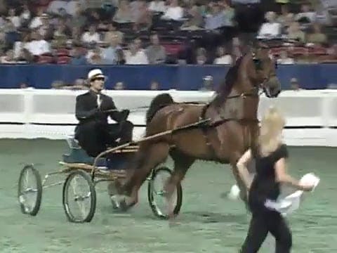 2008 WCHS Class 141 Fine Harness Stal...