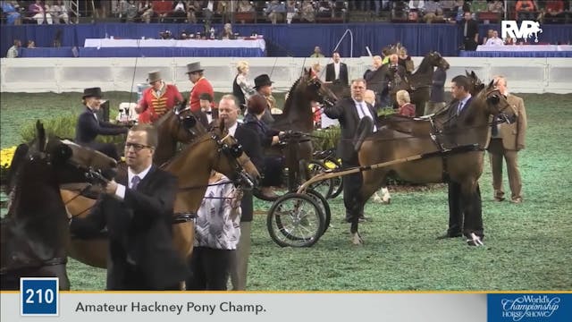 WCHS16 - Class 210 - Amateur Hackney ...