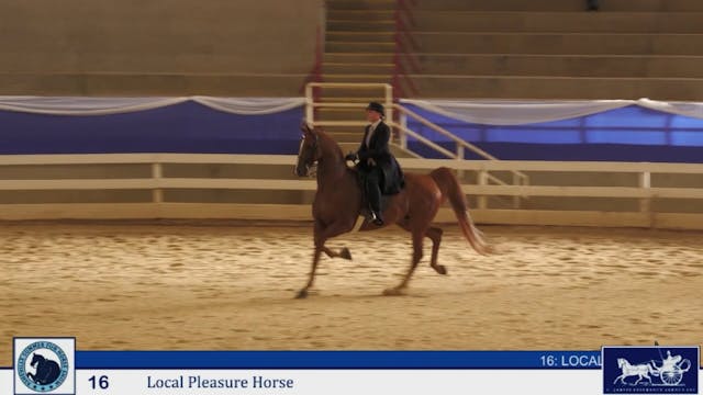 ASF25 - Class 16 - Local Pleasure Horse