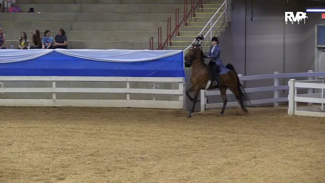 ASF21 - Class 108 - ASB Five Gaited A...