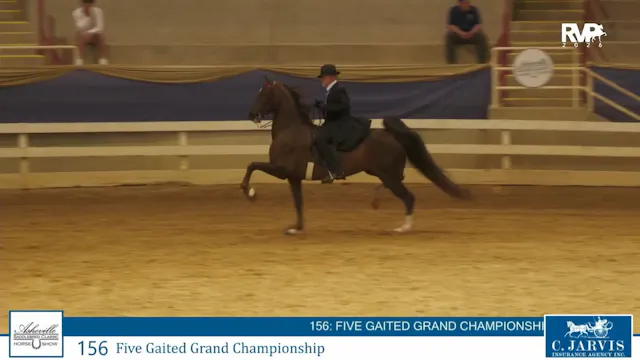 ASC26 - Class 156 - Five Gaited Grand...