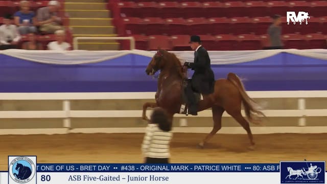 BRC25 - Class 80 - ASB Five Gaited Ju...