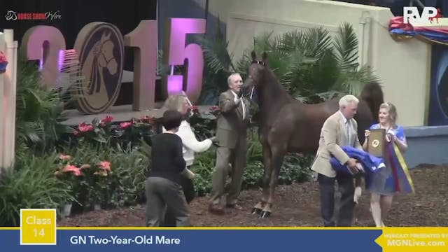 2015 MGN - Class 14 GN Two Year Old M...