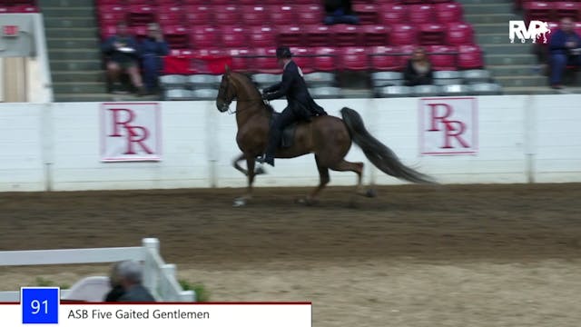 RR22 -Class 91 -  ASB Five Gaited Gen...