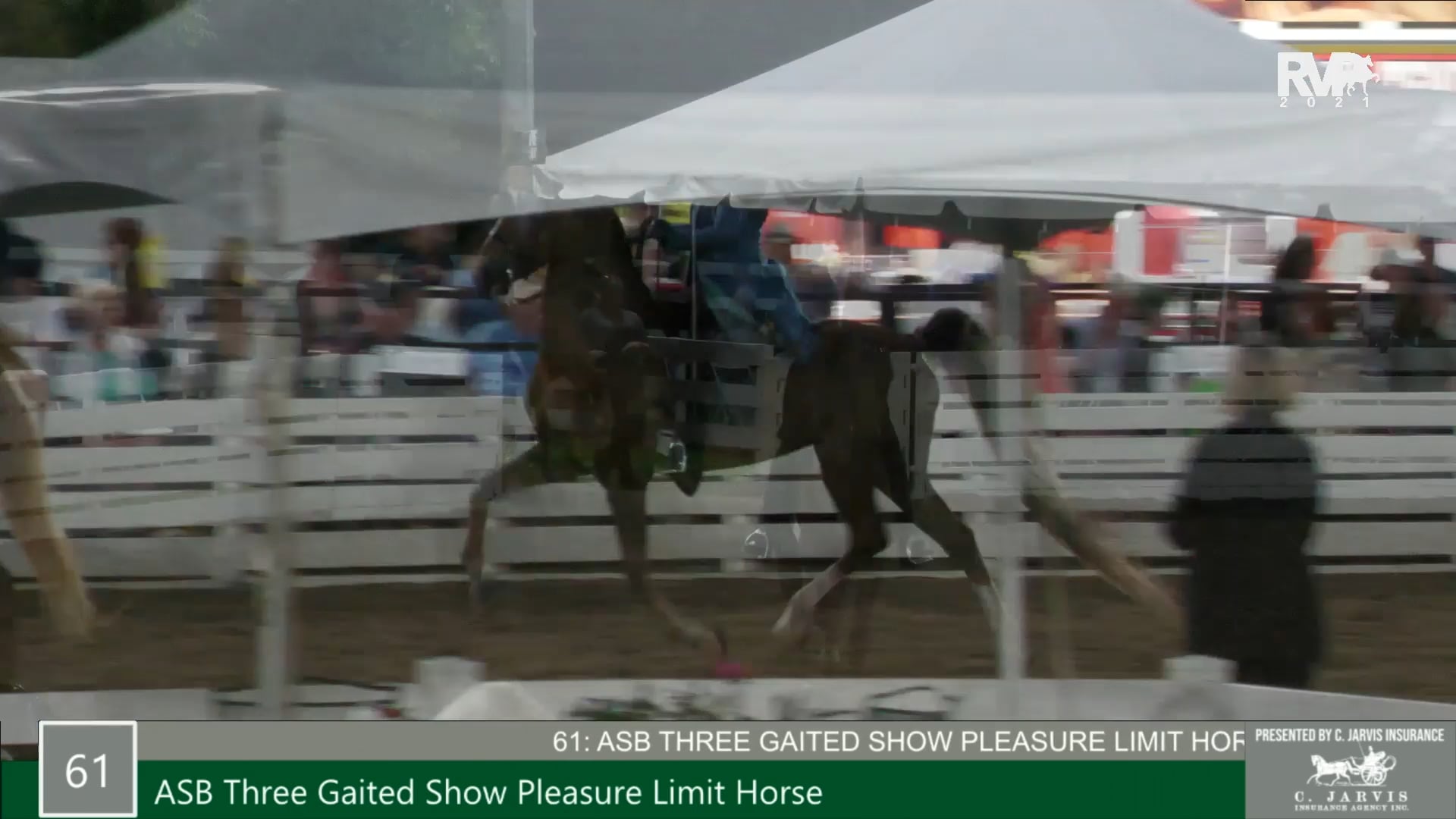 RC21 - Class 61 - ASB Three Gaited Show Pleasure Limit Horse