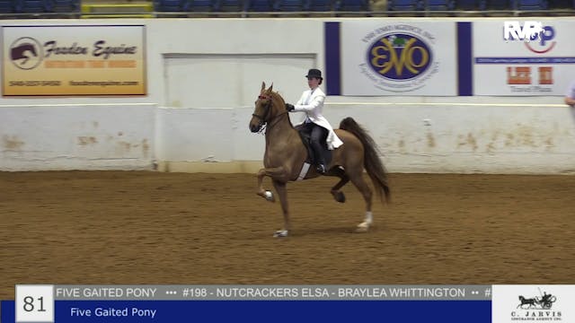 BB22 - Class 81 -   Five Gaited Pony