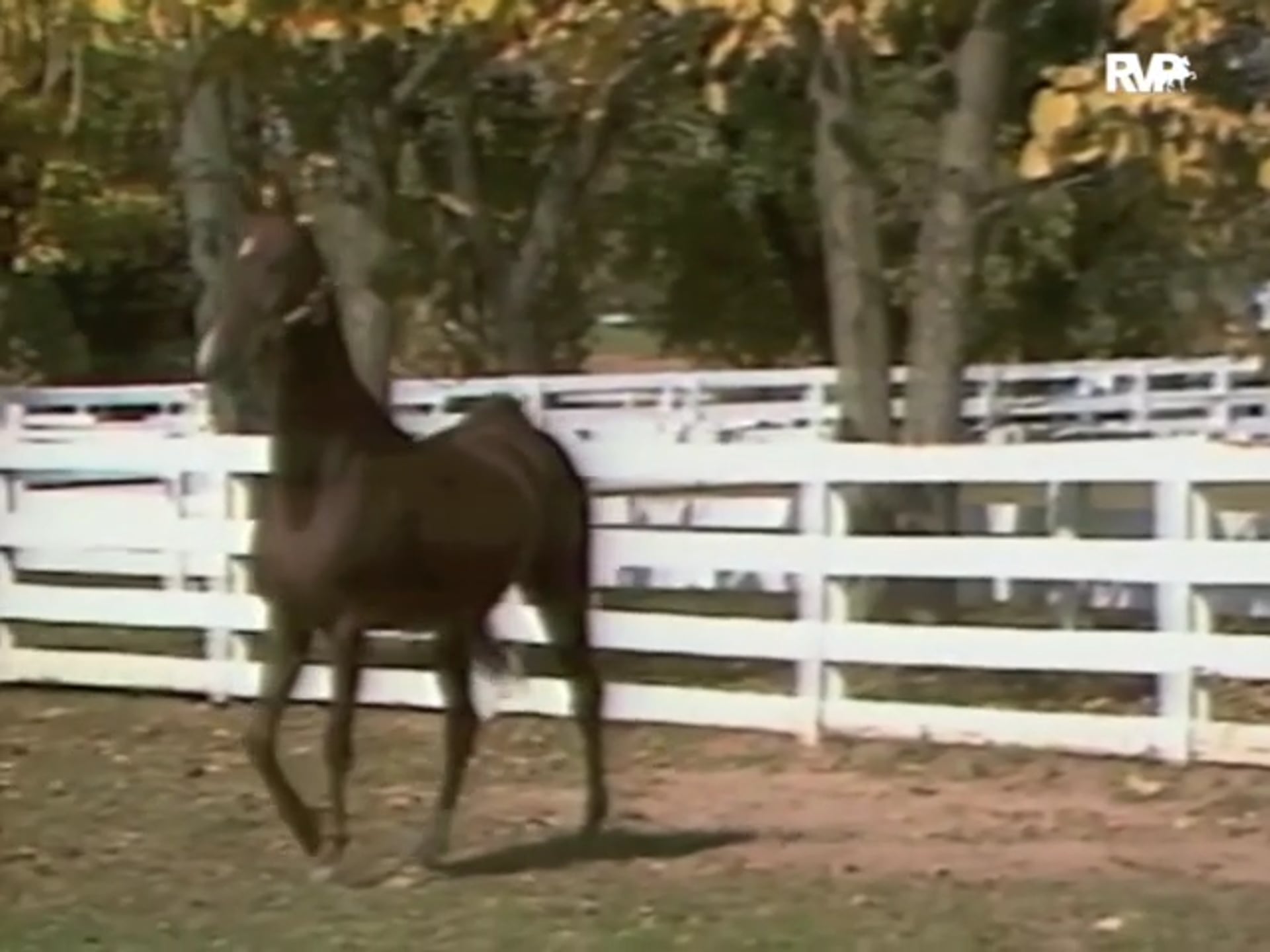 Looking Back on a Visit with Don Harris and WGCC CH Imperator 