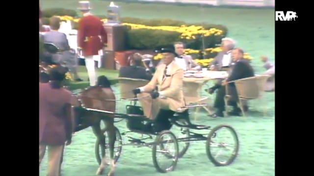 1989 WCHS Class 28 Amateur Hackney Pony 
