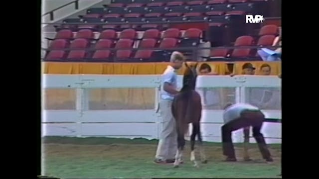 WCHS87 - American Hackney Horse and P...