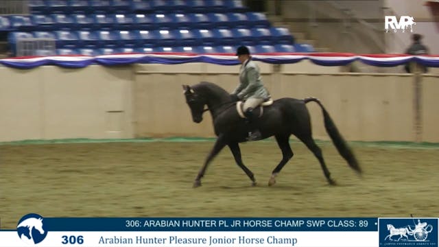 AN24 - Class 306A - Arabian Hunter Pl...