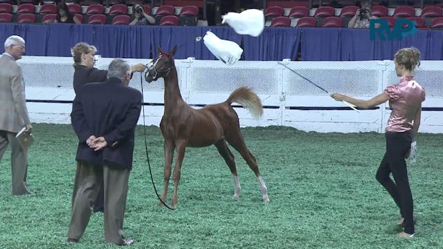 2011 WCHS Class 154 ASR Amateur Futur...