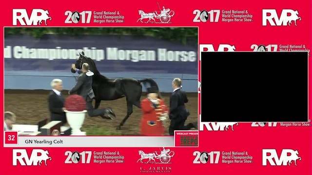 MGN17 - Class 31 - GN Stallion In-Han...