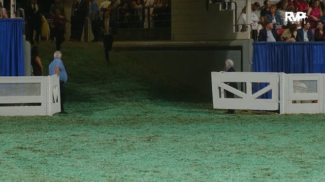 WCHS25 - Class 232 - WGC Three Gaited...