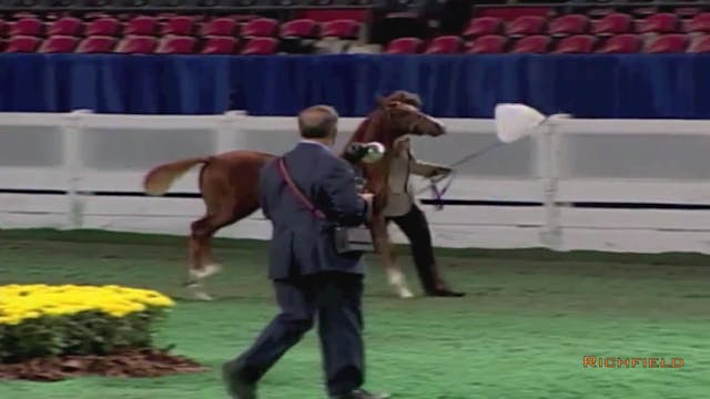 2002 WCHS Class 16 Open Breeders Wean...
