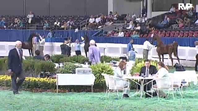 2010 World's Championship Horse Show ...