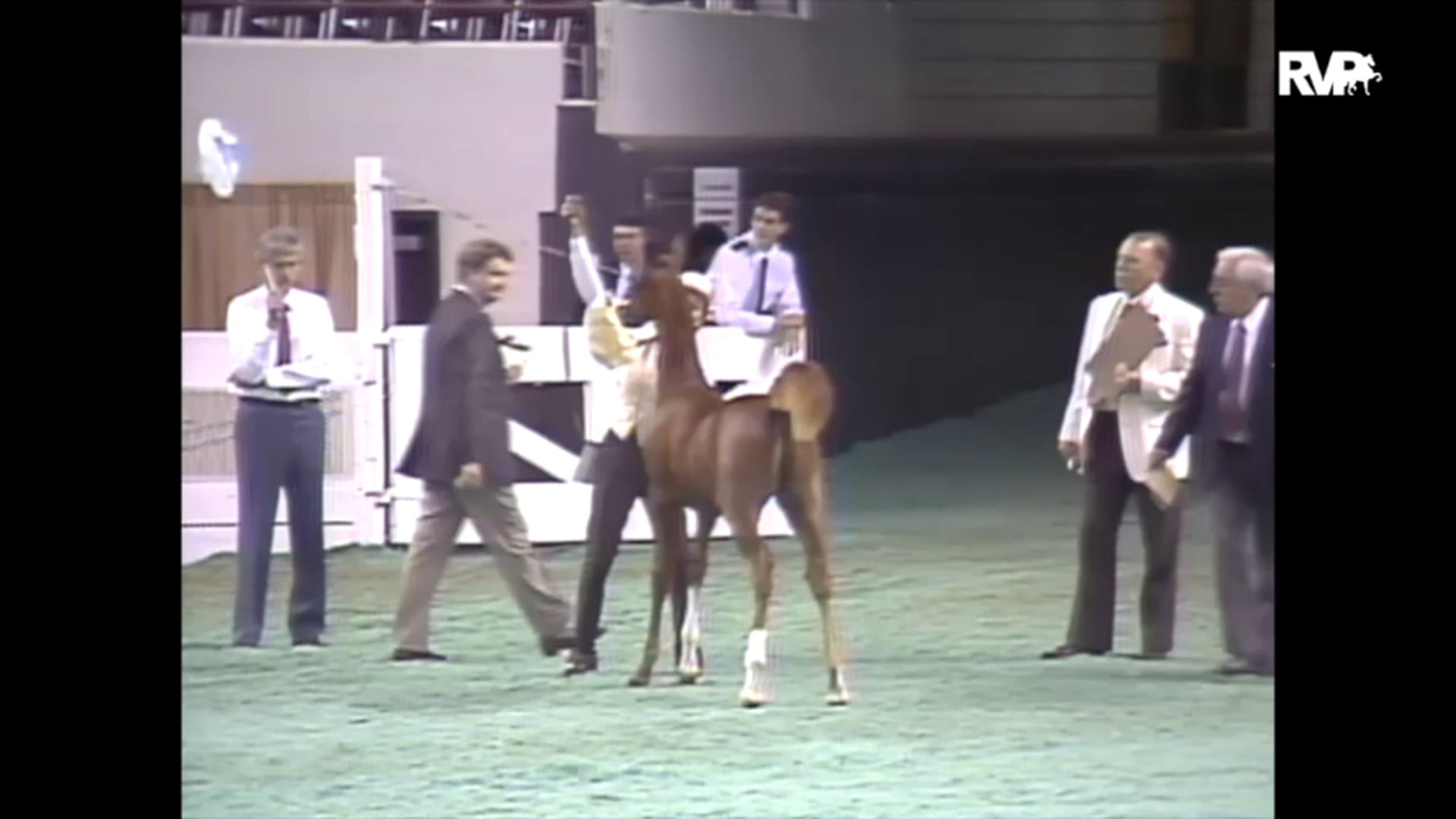 1989 WCHS Class 78 ASHA Amateur Futurity Of Kentucky - Weanlings