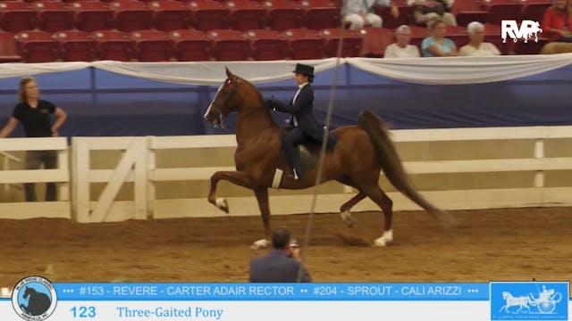 BR24 - Class 123 - Three-Gaited Pony