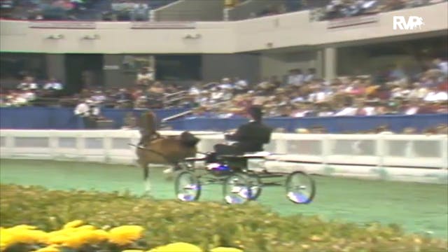 1992 WCHS Class 129 Amateur Hackney P...
