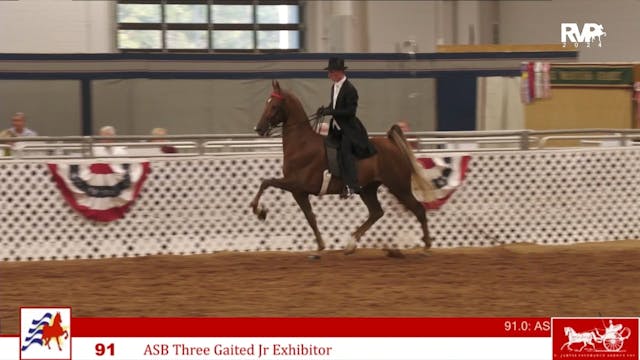 AAC24 - Class 91 - ASB Three Gaited J...