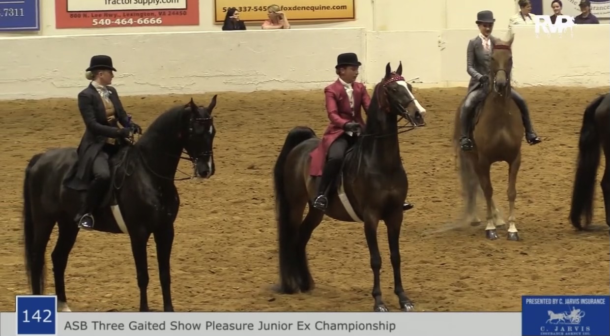 BB21 - Class 142 - ASB Three Gaited Show Pleasure Junior Exhibitor Championship