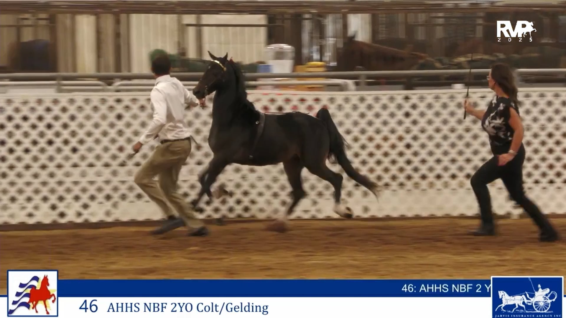 AAC25 - Class 46 - AHHS NBF 2YO Colt-Gelding