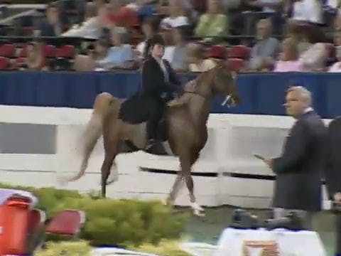 2008 WCHS Class 72 Adult Five Gaited ...