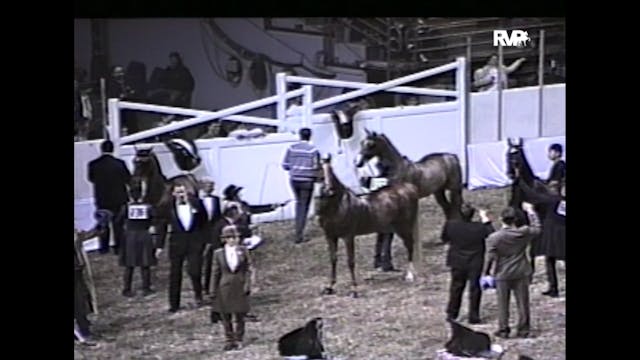 1997 American Royal - Park Pleasure G...