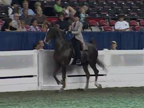 2008 WCHS Class 66 Adult Five Gaited ...