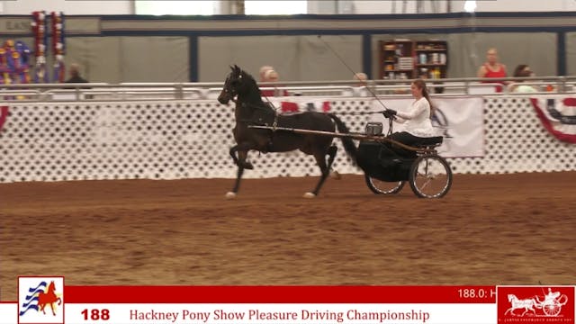 AAC24 - Class 188 - Hackney Pony Show...