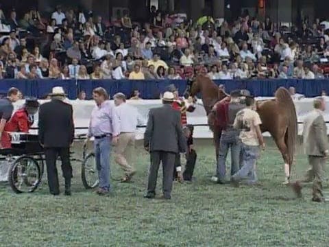 2008 WCHS Class 168 Junior Fine Harne...