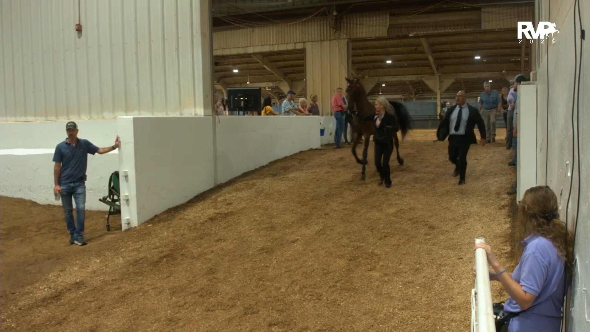 MGN25 - Class 308 - WC Gelding