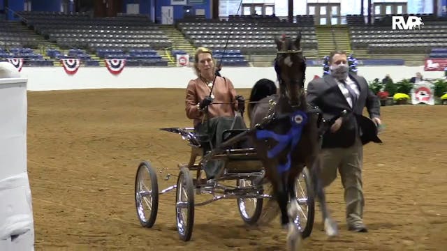 ASHAV 2020 - Class 8 Open Harness Pony 