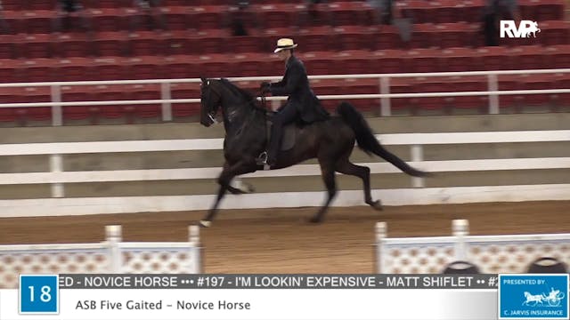 2020 ASF - Class 18 ASB Five Gaited N...