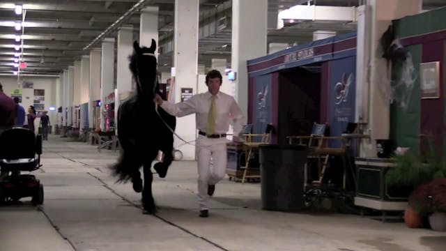 California American Saddlebred Futurity