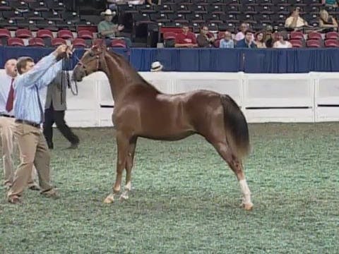 2008 WCHS Class 158 Amateur Futurity ...
