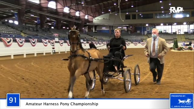 2020 BB - Class 91 Amateur Harness Po...